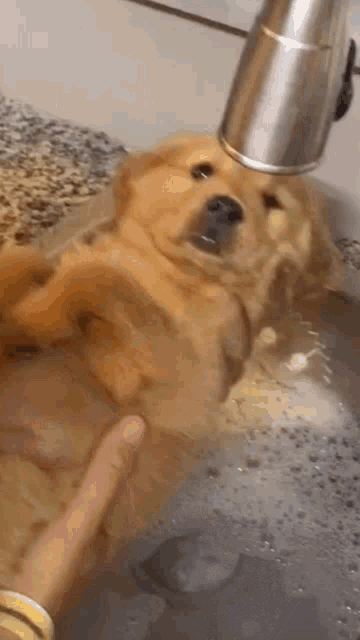 a dog is taking a bath in a sink while a person petting it .