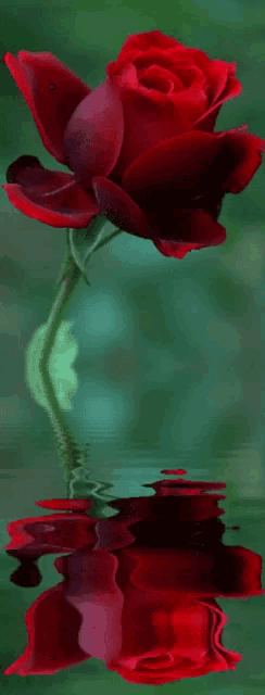 a single red rose is reflected in a body of water