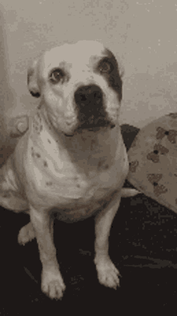 a white dog with a black spot on its face is sitting on a couch