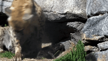 a close up of a leopard 's paws on a rock