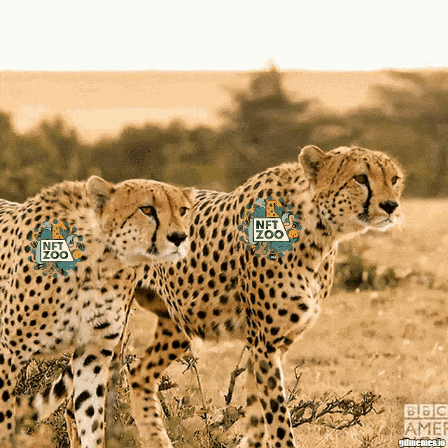 three cheetahs with nft zoo stickers on their fur