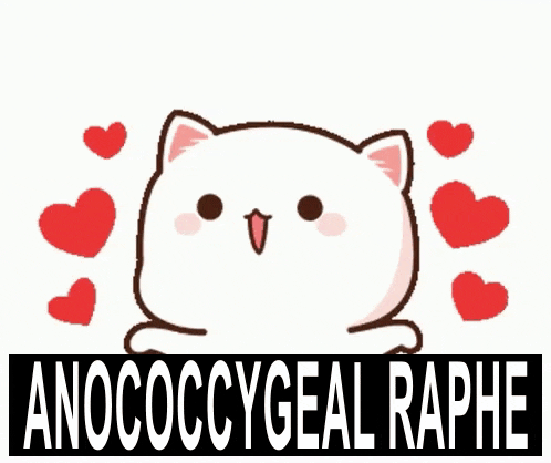 a cat with hearts around it and the words anococcygeal raphe