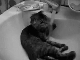 Give Me Shampoo Cat GIF - Give Me Shampoo Cat Faucet GIFs