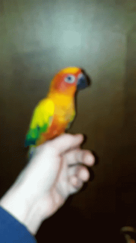 Sun Conure GIF - Sun Conure Parrot GIFs