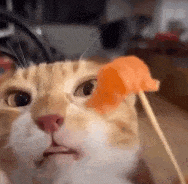 a close up of a cat 's face with a toothpick in it 's mouth .