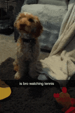 a dog sitting on a rug with the caption is bro watching tennis