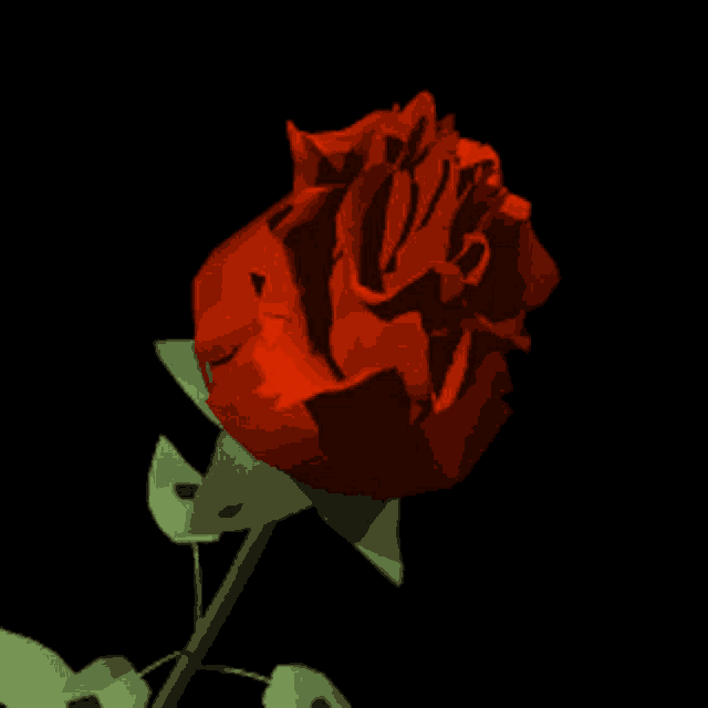 a red rose with a green stem and leaves on a black background