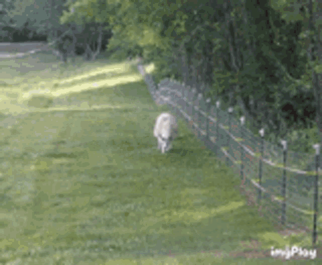 a dog is walking along a fence in a field .