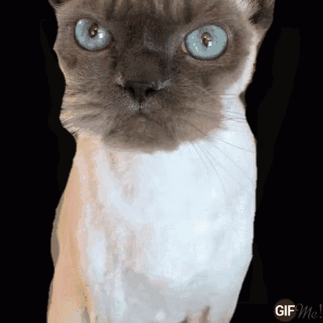 a siamese cat with blue eyes is looking at the camera