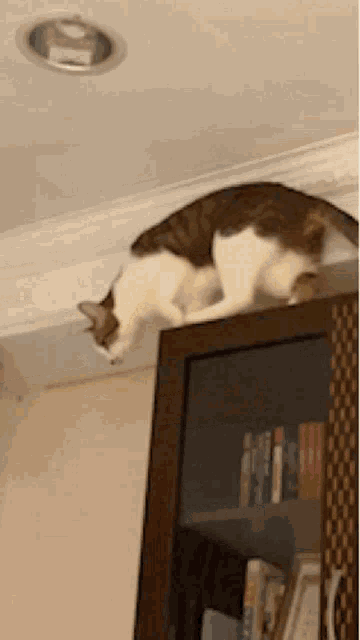 a cat is laying on top of a bookcase with books on it