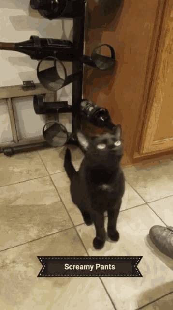 a black cat standing in front of a wine rack that says screamy pants on it