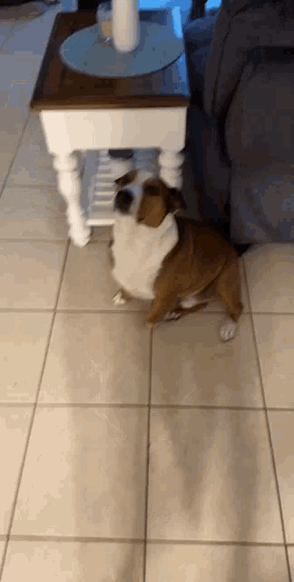 a brown and white dog is sitting on the floor in front of a table .
