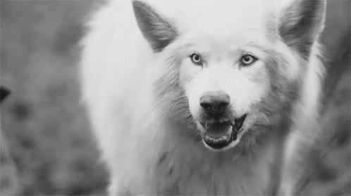 Wolf Angry GIF - Wolf Angry Fangs GIFs
