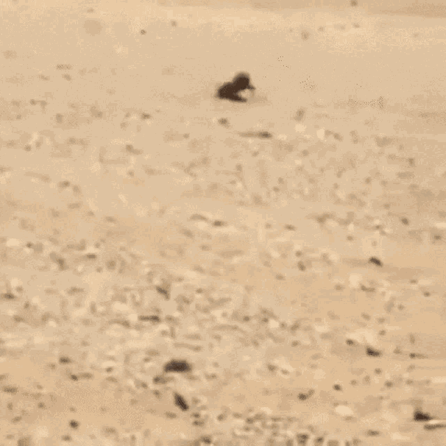 a dinosaur is crawling in the sand with its mouth open .
