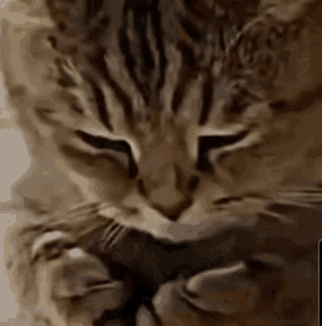 a close up of a cat 's face with a mouse in its mouth .