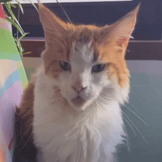 a close up of an orange and white cat