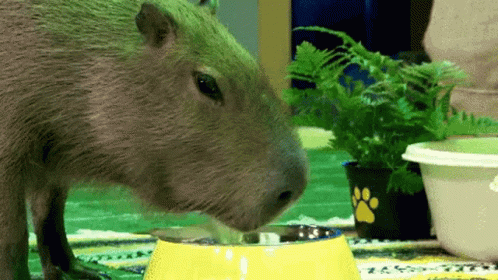 Capybara Ok I Pull Up GIF - Capybara Ok I Pull Up Afterparty GIFs