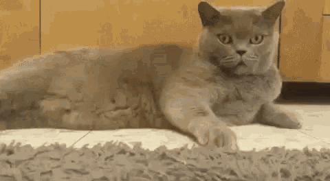 Cat Nooni GIF - Cat Nooni No GIFs