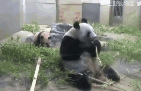 Didnt See You There Panda Startled GIF - Didnt See You There Panda Startled When You Suddenly Remember GIFs