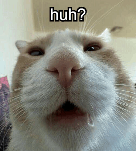 Huh Cat GIF - Huh Cat Stu GIFs