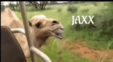 Jaxx Camel GIF - Jaxx Camel Nod GIFs