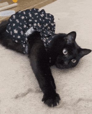 Black Cat Cat Playing GIF - Black Cat Cat Cat Playing GIFs