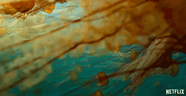 a bunch of jellyfish are swimming in the ocean with a netflix logo in the corner