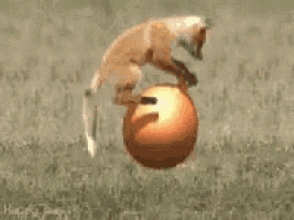 a fox is jumping over a ball in a field .