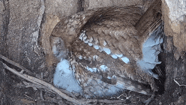 Nurturing Tawny Owl GIF - Nurturing Tawny Owl Robert E Fuller GIFs