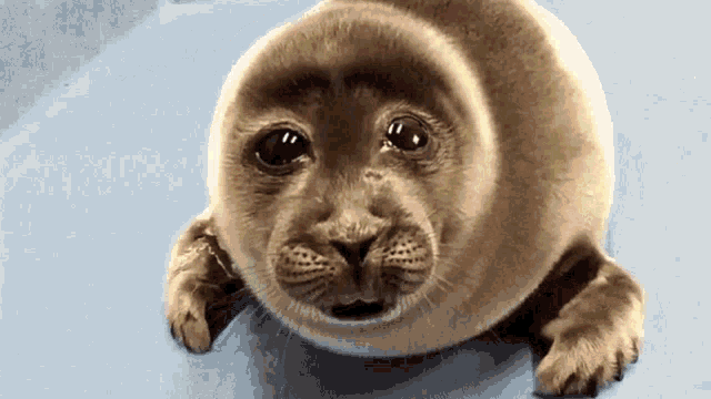 Seal Crying Seal Sad GIF - Seal Crying Seal Sad Explosion GIFs