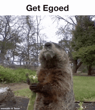 a ground squirrel holding a piece of celery with the words get egoed written above it