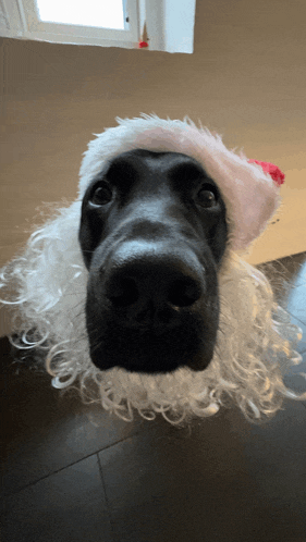 a black dog wearing a santa hat and wig looks at the camera
