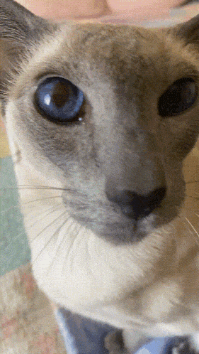 a cat with blue eyes looks at the camera
