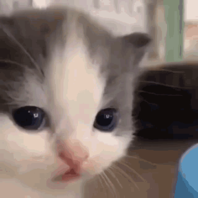 Softnte Confused Cat GIF - Softnte Confused Cat GIFs