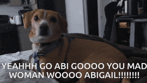 a dog laying on a bed with a caption that says " yeahh go abi goooo you mad woman wooo abigail "