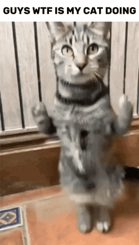 a cat is standing up on its hind legs and giving the middle finger