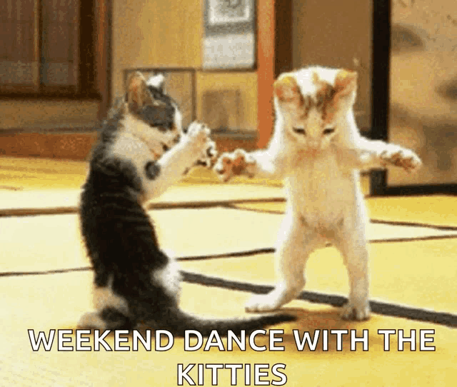 two kittens are dancing with the words weekend dance with the kitties