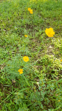 a few yellow flowers are growing in a grassy area