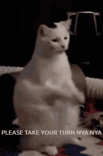 a white cat is standing on its hind legs with the words please take your turn nya nya written below it