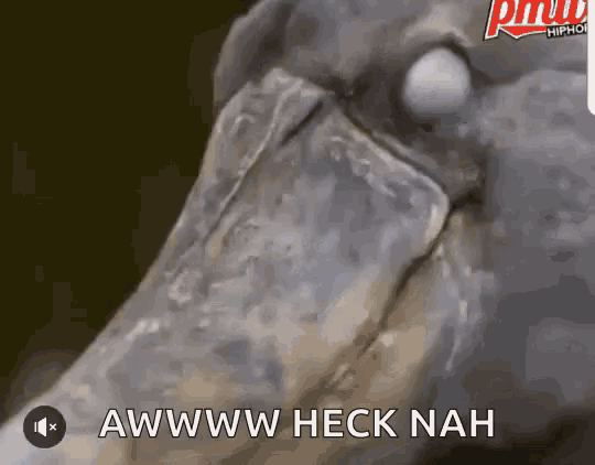Funny Animals The Heck GIF - Funny Animals The Heck Stare GIFs