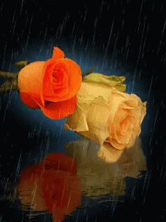 Rose Rain GIF - Rose Rain Flowers GIFs