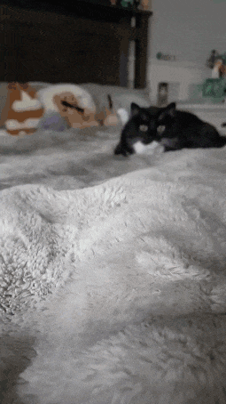 a black and white cat is laying on a bed .