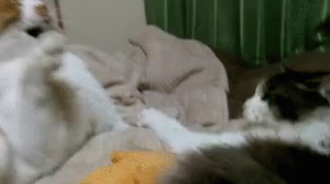 Cats Mad GIF - Cats Mad Angry GIFs