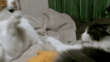 two cats are playing with each other on a bed . one of the cats is scratching the other 's paw .