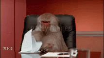 Monkey Business Frustrated GIF - Monkey Business Frustrated Paper GIFs