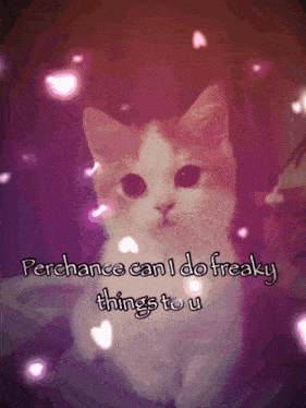 a picture of a cat with the words " perchance can i do freaky things to u "
