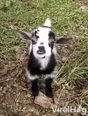 Bleet Goat GIF - Bleet Goat Sneer GIFs