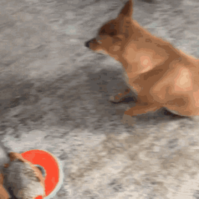 a dog playing with a toy on the ground