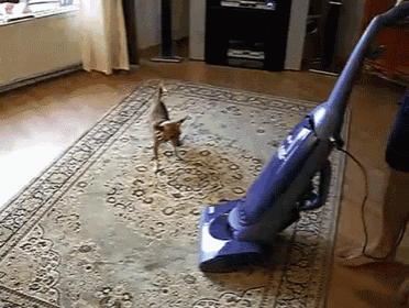 Stay Away You Freak! GIF - Dog Vacuum Chase GIFs