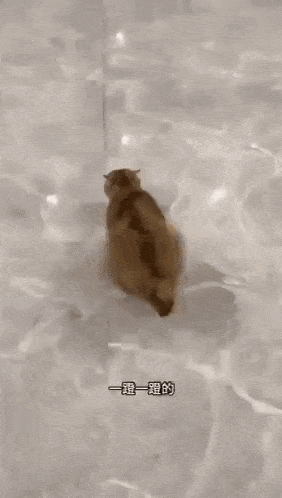 a person is holding a cat in their hand in a pool .